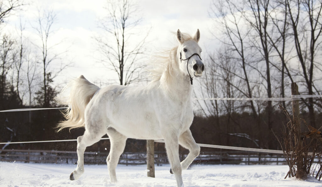 white horse on winter field