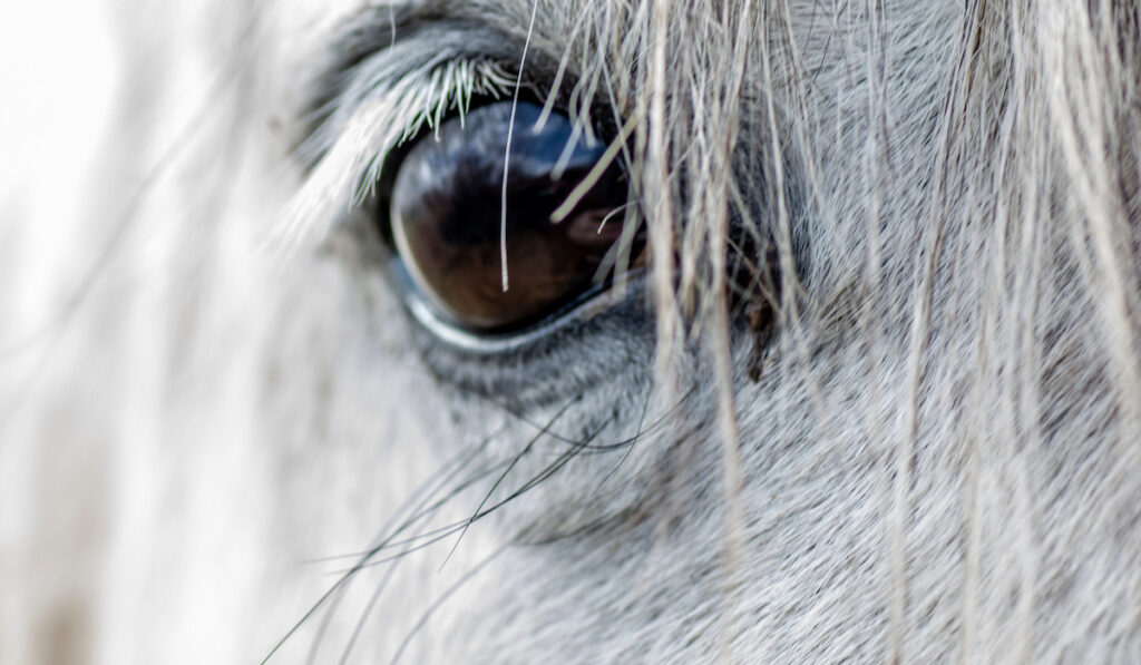 white horse eye