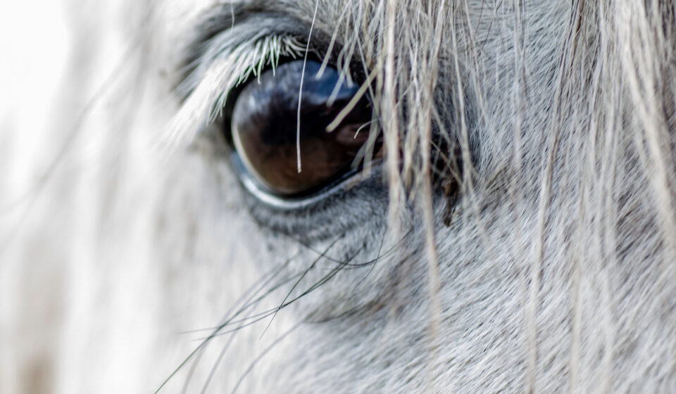 7 Reasons Horses Show the White of Their Eyes Helpful Horse Hints