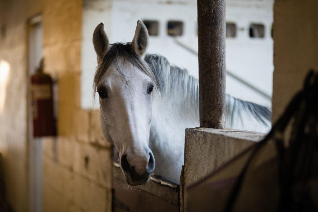 white horse in a stable