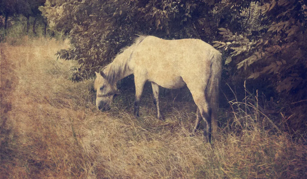 white horse old photo