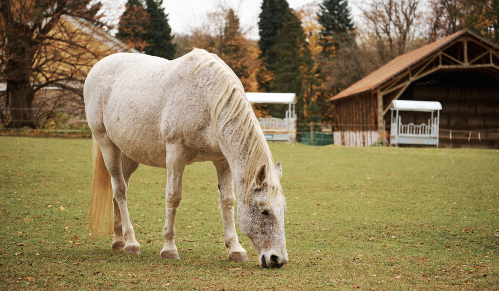 white horse on pasture