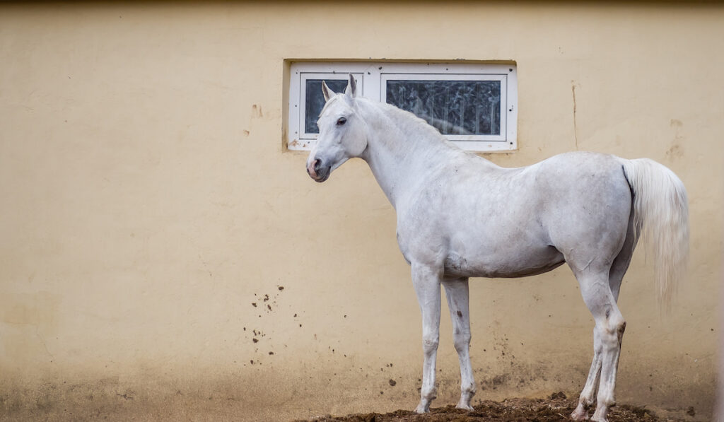 White horse standing near stable at the farm