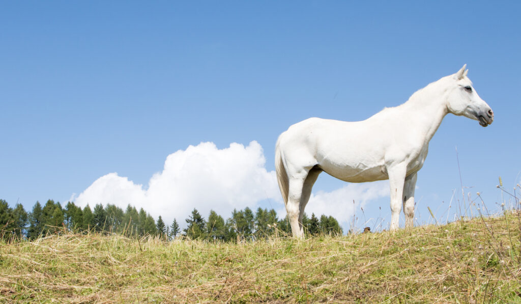 white horse posing