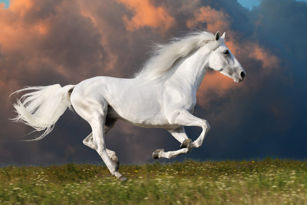 white horse running on the field