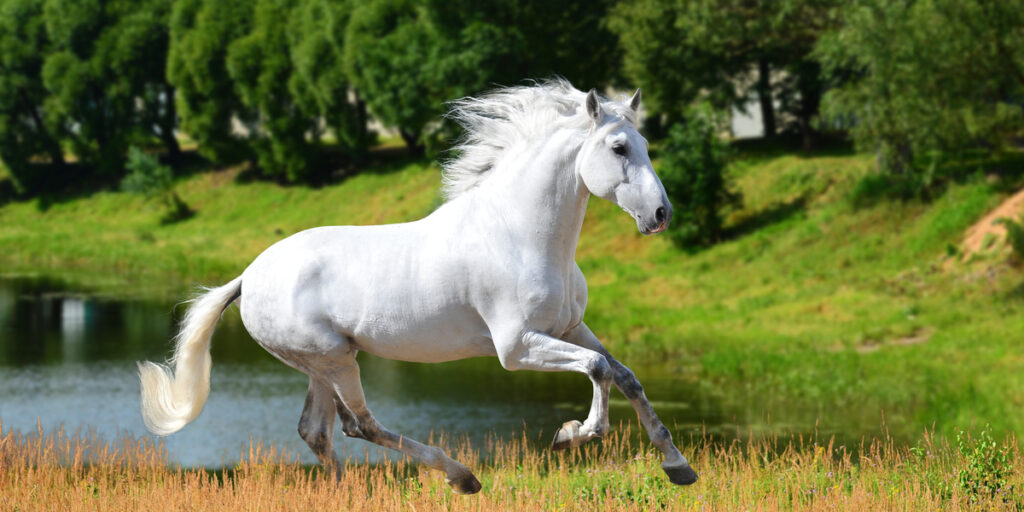 white horse running near the lake
