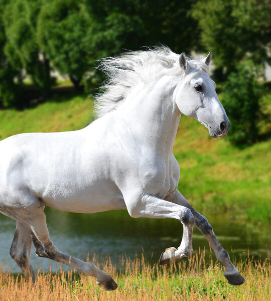 white-horse-running-near-the-lake