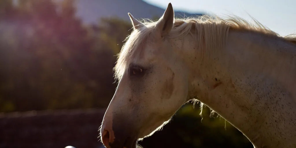 white horse shows his temperament and beauty on summer sunset