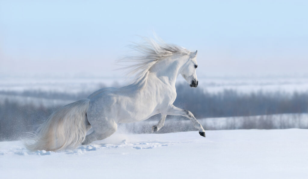 white horse with long mane
