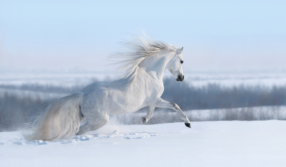 143 Names for White Horses Including Barn Names & Show Names