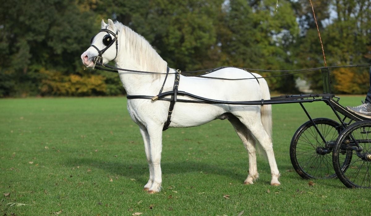 white mountain welsh pony