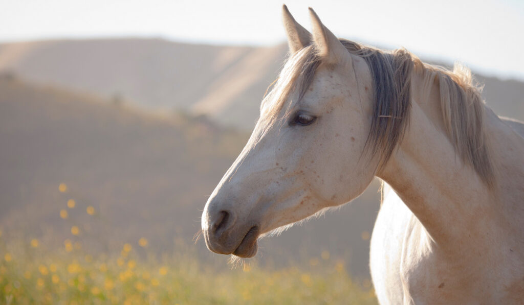 white mustang horse closeup