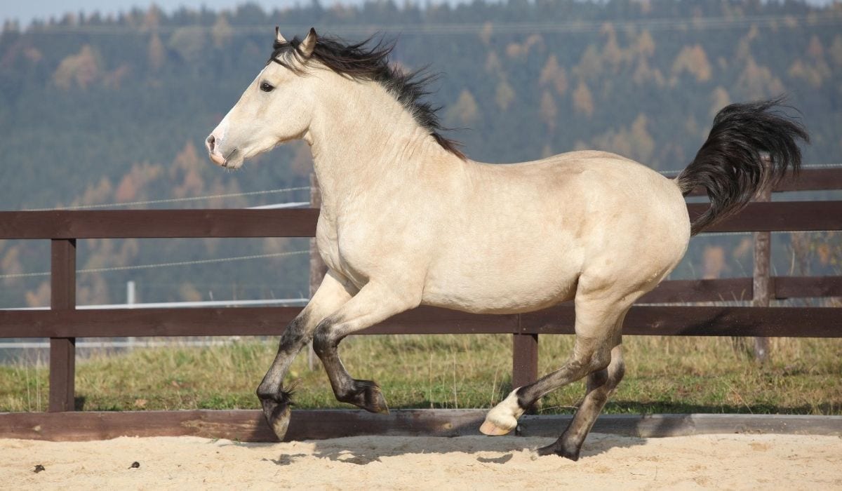 white welsh pony cob running