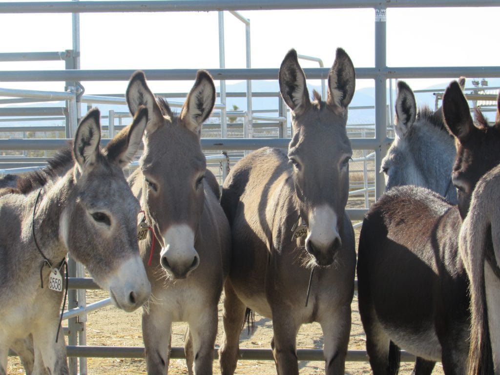 Wild BLM burrros for the BLM TIP program