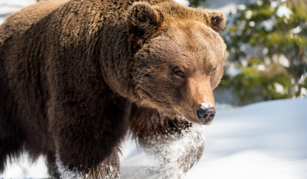 wild brown bear on snow