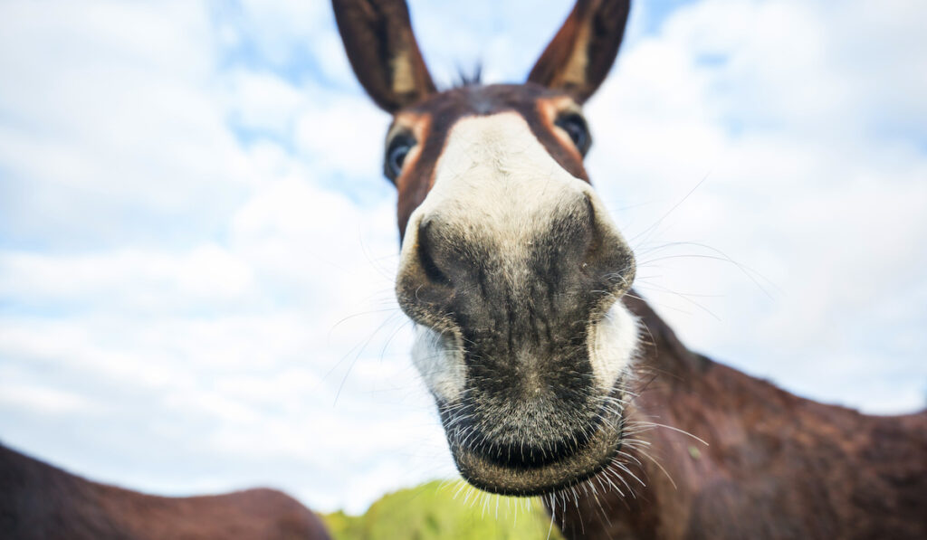 wild donkey closeup