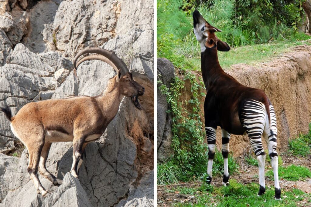 comparison photo of a wild goat in the rock and an Okapi eating