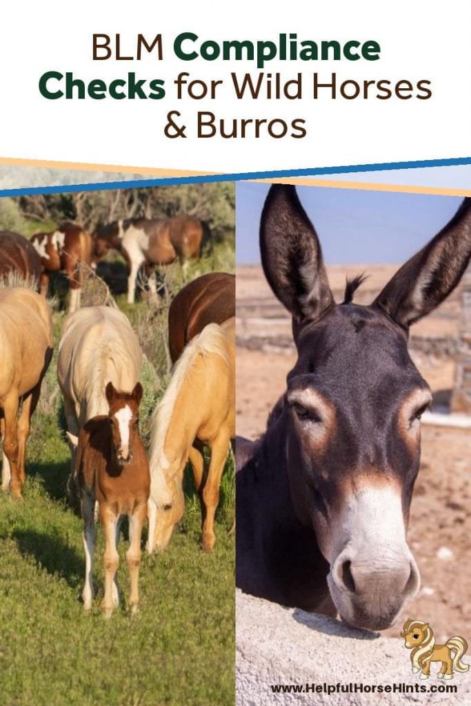 pinterest pin BLM Compliance checks for wild horses & burros