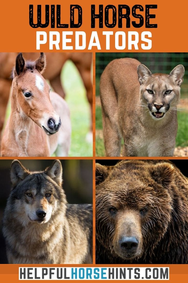 Horse Predators A Look at What Eats Horses in the Wild Helpful