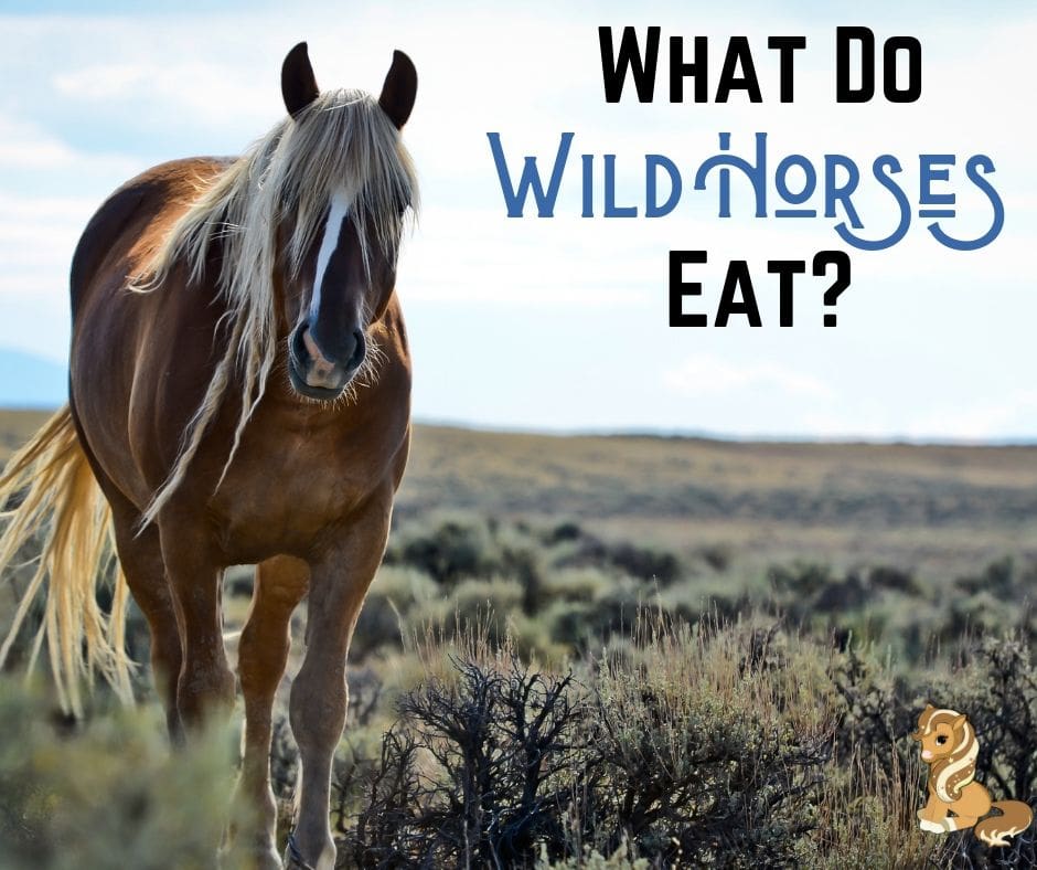 Surviving Wild Diet Of The American Mustang Helpful Horse Hints