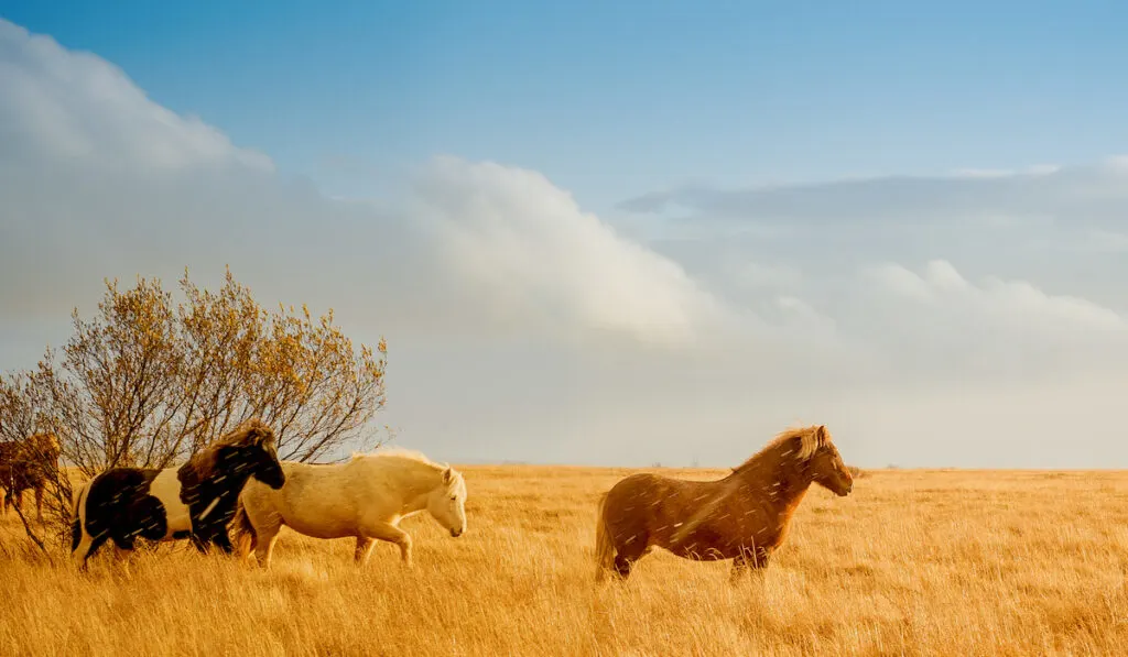 wild horses on nature background