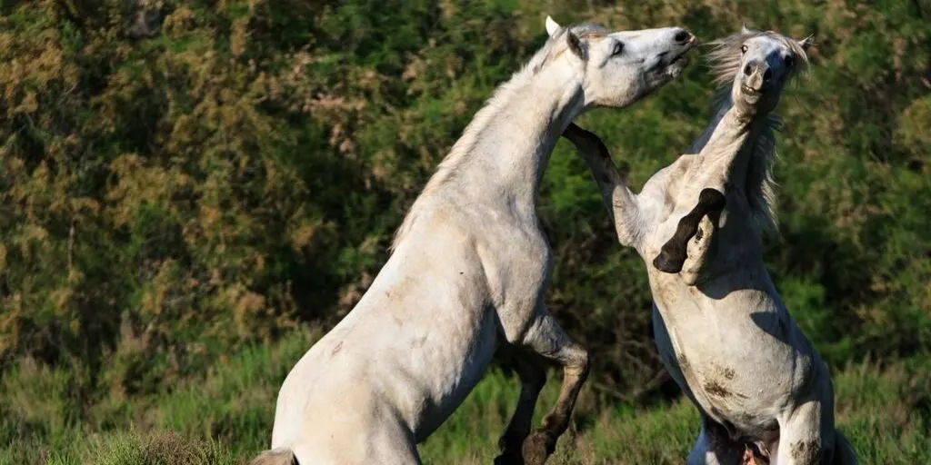 two white wild horses fighting