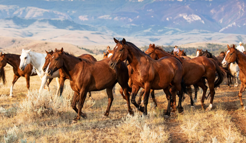 wild horses moving