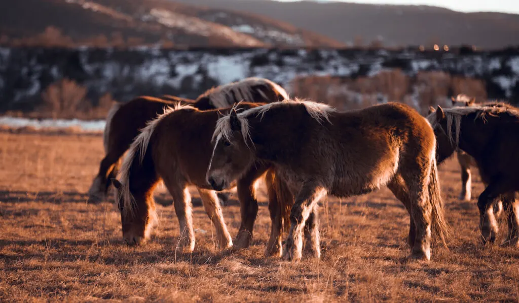 wild horses pasturing