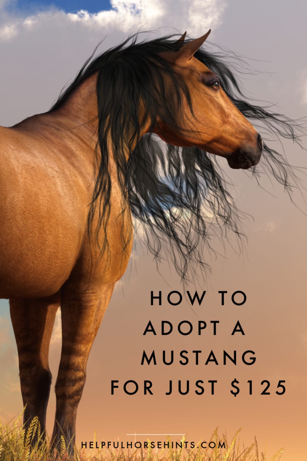 BLM Wild Mustang Adoption Helpful Horse Hints