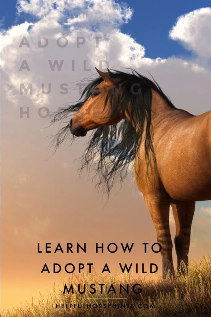 Pinterest pin - Learn how to adopt a wild mustang