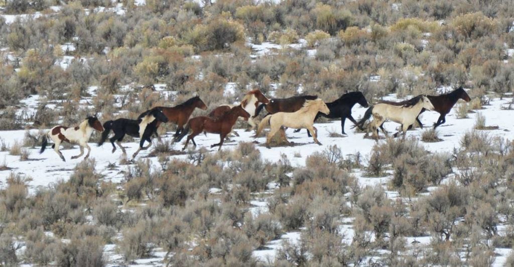 wild-owyhee-blm-mustangs