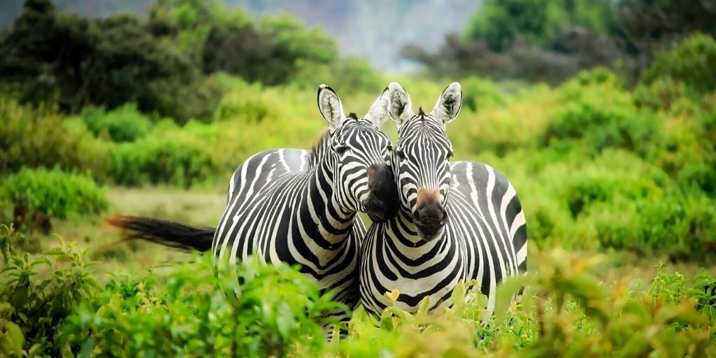 wild zebra

