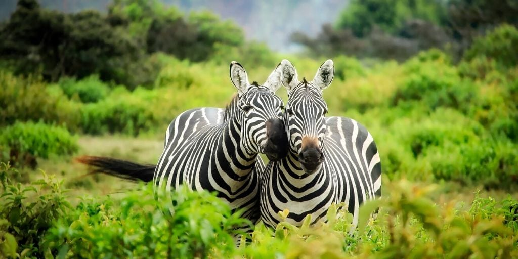 wild zebra
