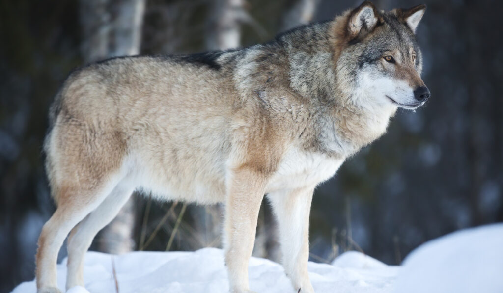 wolf standing