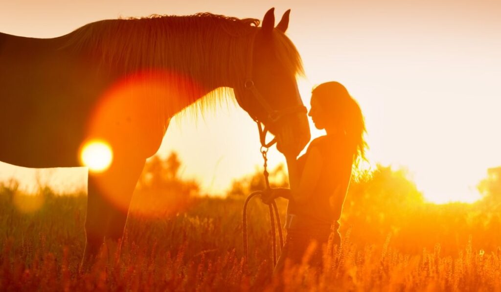 Woman and a horse on a sunset background