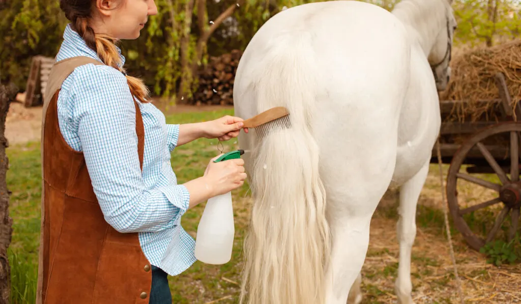 woman brushing white horse tail 