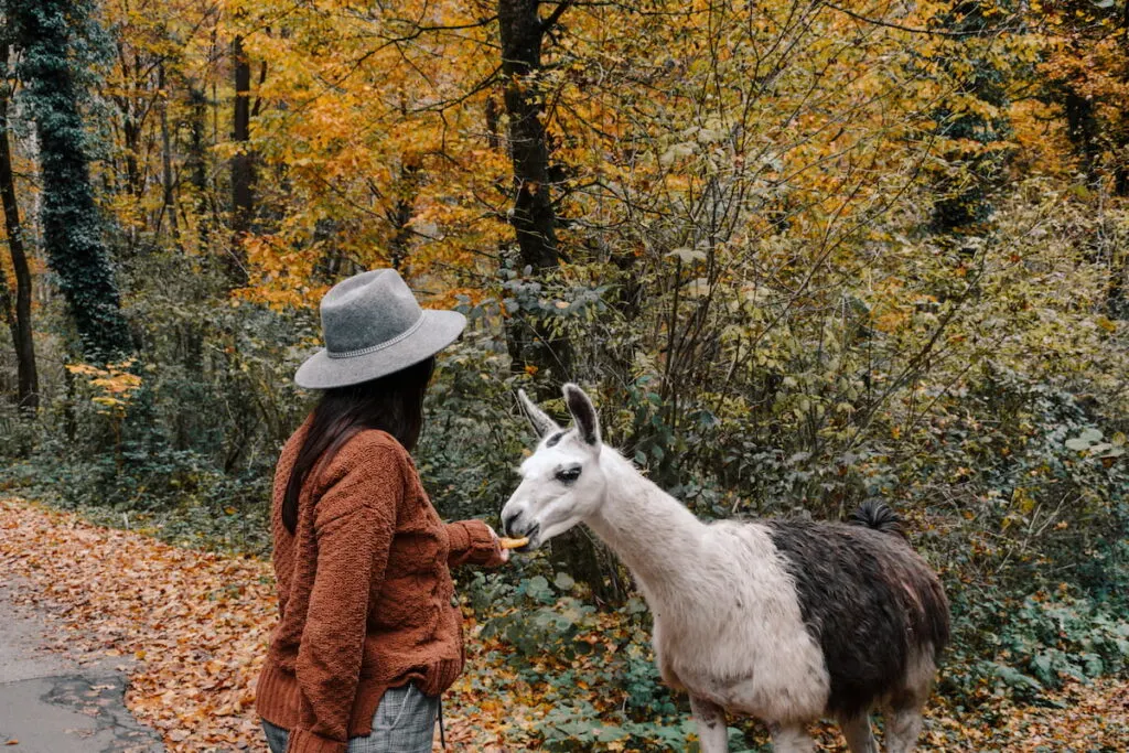 woman feeding a llama in the forest