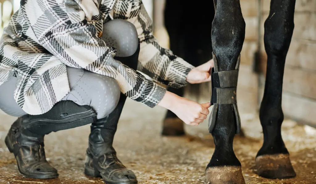 woman fitting horse gear and putting leg protection boots on brown stallion