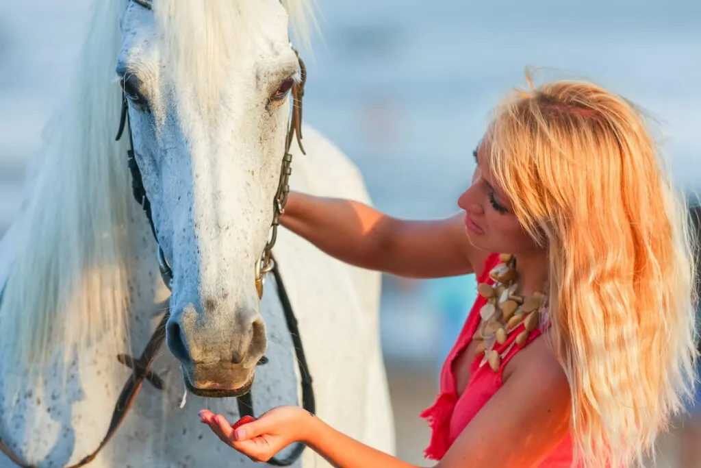 woman giving strawberry treats to a horse