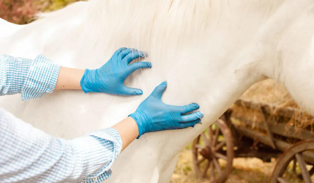 woman massaging white horse