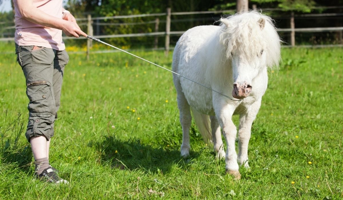 mujer entrena a un poni