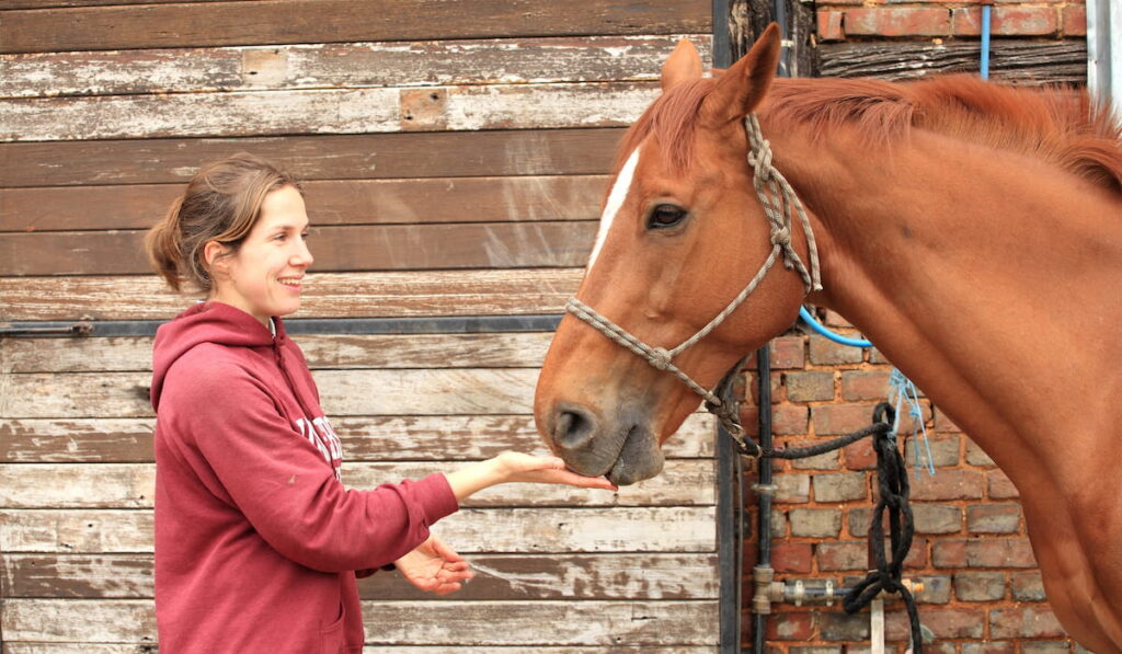 women give an apple to her horse