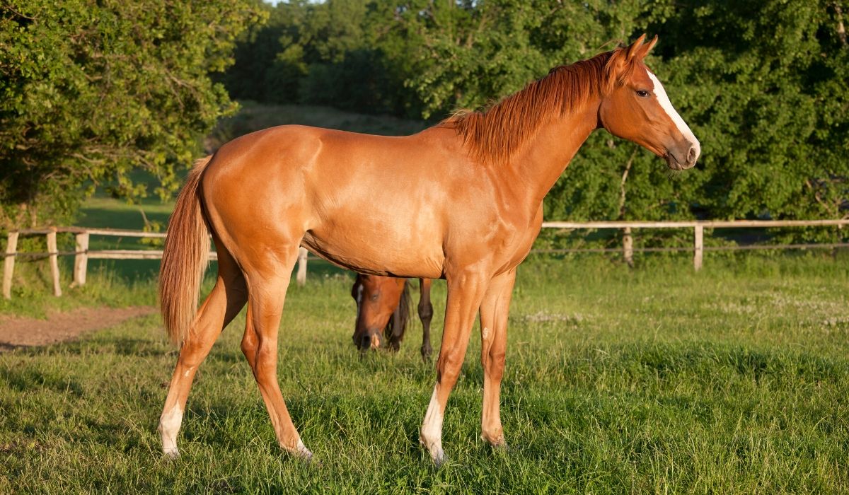 12 Fun Facts About Filly Horses Helpful Horse Hints