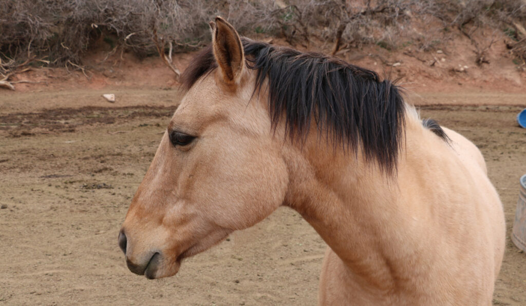  yellow black Sable Dun Horse