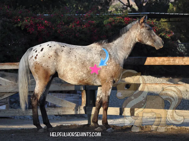 Sideview of a horse with arrow and star icon