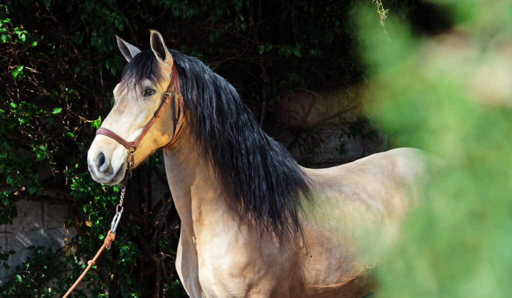 young Andalusian bucksin stallion around greens.
