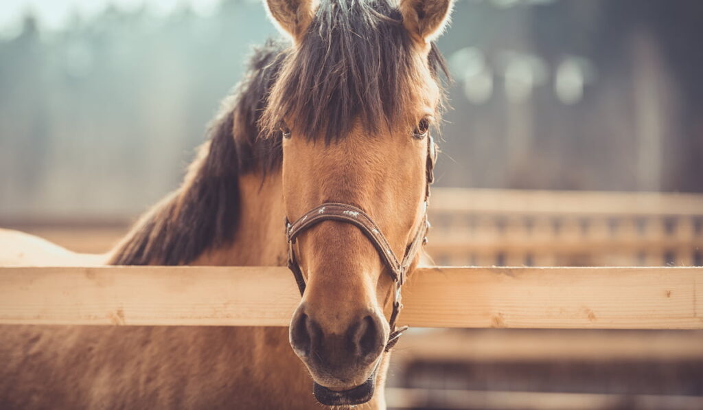 young buckskin horse in halter on paddock