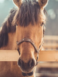 3 Types of Horse Hair You Should Definitely Care About –