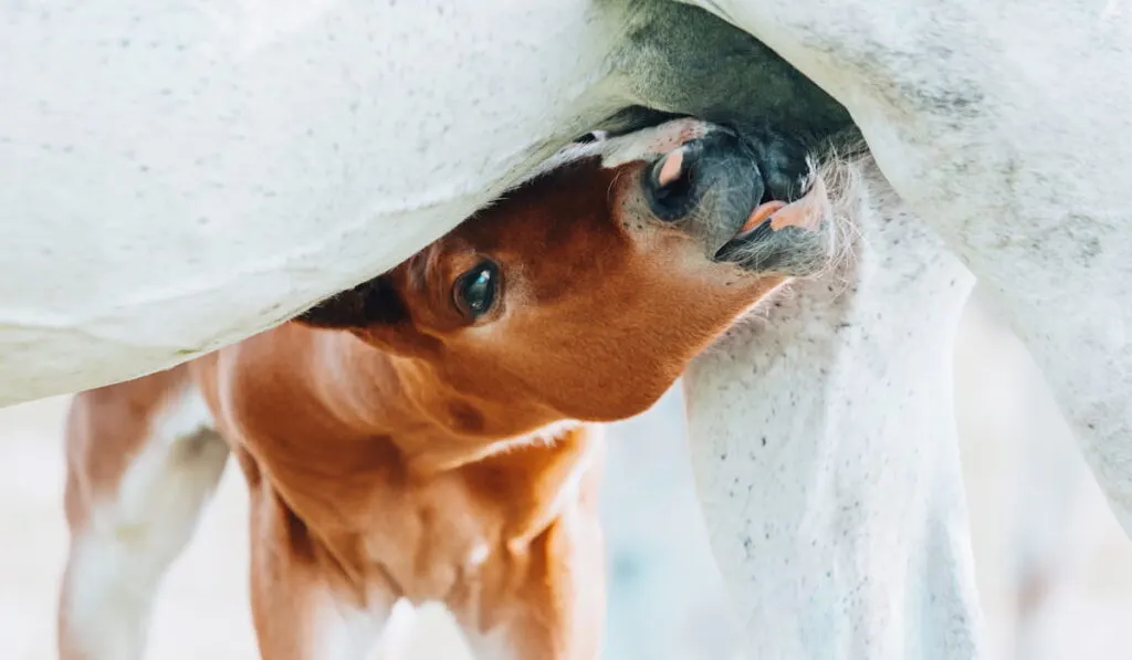 young cute brown foal is drinking milk at the mother's udder 