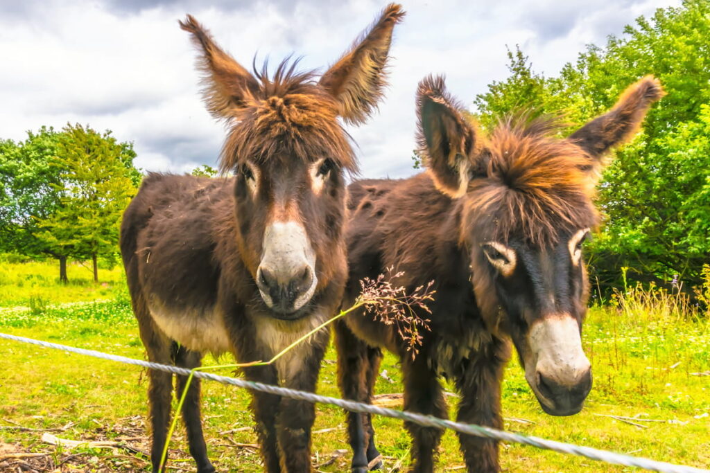 young donkeys live on the pasture